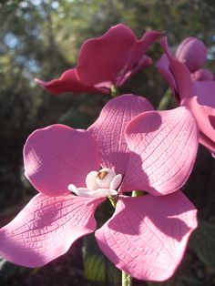 pink flowers are blooming in the sun on a sunny day with trees in the background