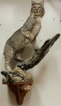 a cat sitting on top of a tree branch next to a wooden wall mounted clock