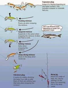 an image of different types of fish in the water