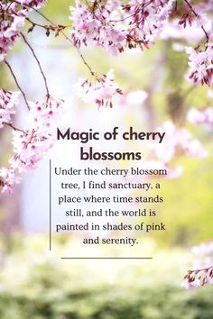 Join me in exploring the world of cherry blossoms through a collection of captivating Sakura quotes. These brilliant quotes about cherry blossoms will inspire you to live life fully.