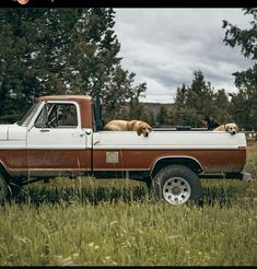 two dogs are sitting in the back of a pickup truck with another dog on the bed