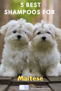 two small white dogs sitting next to each other with the words 5 best shampoos for