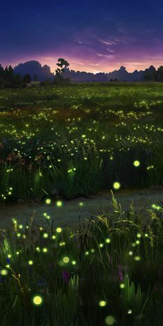 a field full of fireflies in the night sky