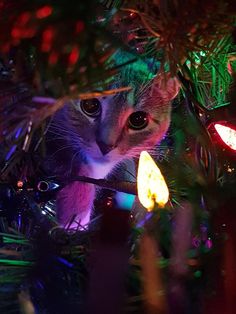 a cat peeking out from behind a christmas tree ornament with lights on it