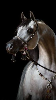 a white horse wearing a bridle on it's head with beads around its neck