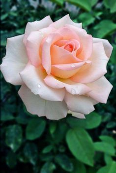 a pink rose with water droplets on it