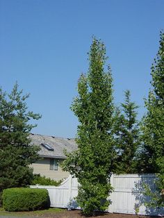 two tall trees in front of a white fence