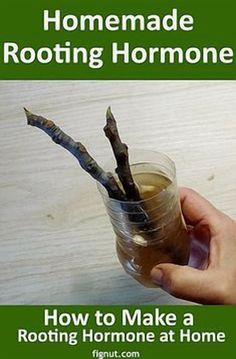 a person holding a cup with some kind of root in it and the text how to make a rooting hormone at home