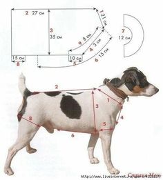 a black and white dog standing in front of a wall with measurements on it's side