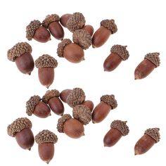 several acorns are arranged in the shape of a circle