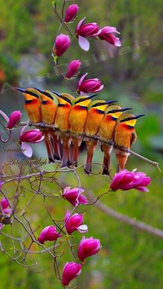 four colorful birds sitting on top of a tree branch with pink flowers in the background