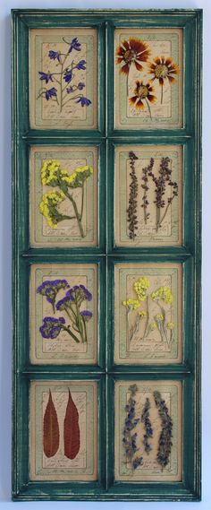 an old window frame with pressed flowers in the middle and four different frames on each side