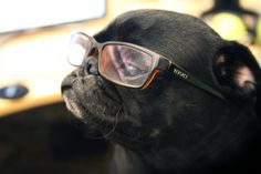 a pug dog wearing glasses with caption saying when i walk on by girls be lookin'like damn he fly