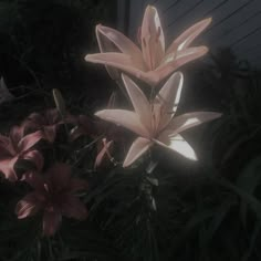 some pink flowers are blooming in front of a white house and trees at night