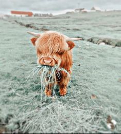 a long haired cow is eating grass in a field on a cold winter's day