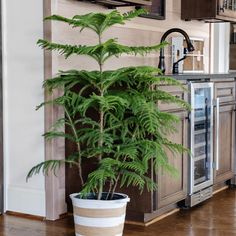 a potted plant sitting on top of a wooden floor next to a kitchen counter