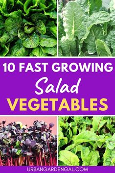 the top 10 fast growing salad vegetables