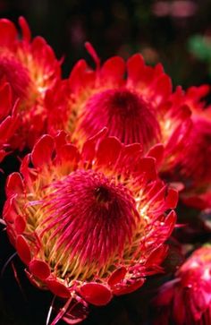 red flowers are blooming in the sun