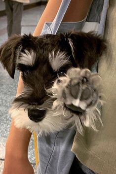 a person holding a small dog in their arms with it's paw on the ground