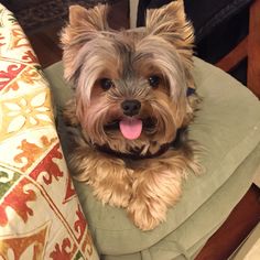 a small dog sitting on top of a green chair