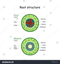 the structure of a plant root and its roots diagram with labeled parts on white background