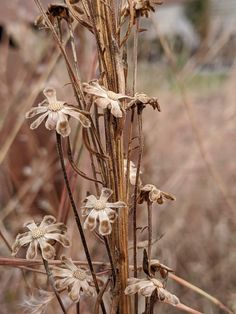 some very pretty flowers in the middle of tall brown grass and dead grass behind them