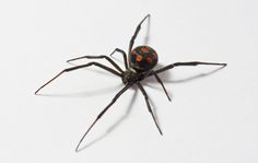 a red and black spider sitting on top of a white surface