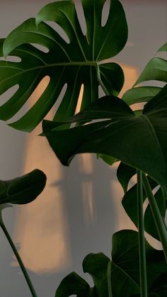 a large green plant sitting next to a white wall