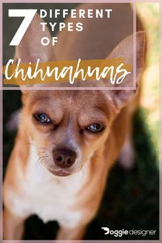 a small brown dog with the words 7 different types of chihuahuas in front of it