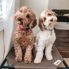 two dogs are sitting on a chair in the living room and one is looking up