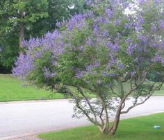 a tree with purple flowers in the middle of a street next to grass and trees