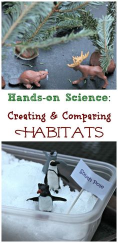 an image of hands - on science creating and comparing habitats with penguin figurines