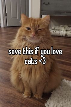 an orange cat sitting on top of a wooden floor next to a white rug with the words save this if you love cats 3