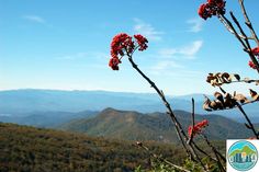 red flowers in the foreground and mountains in the background with a blue sky above