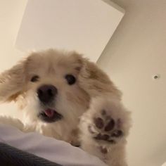 a white dog with its paws up in the air