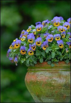 a potted plant with blue and yellow pansies in it's center surrounded by greenery