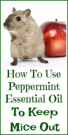 a rodent sitting next to an apple with the words how to use peppermint essential oil to keep mice out