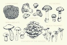 an image of different types of mushrooms