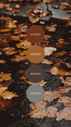 autumn leaves on the ground with different colors and sizes to choose from, which one is for you?