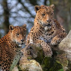 two large leopards sitting on top of a tree branch in the woods, one looking at the camera