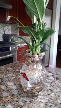 a glass vase filled with water and rocks on top of a kitchen counter next to an oven