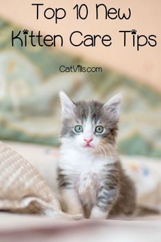 a kitten sitting on top of a bed with the caption top 10 new kitten care tips