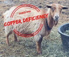 a goat standing next to a black bucket filled with hay and the words copper efficiency written on it