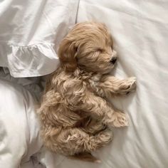 a small brown dog laying on top of a bed next to white sheets and pillows