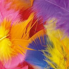 multicolored feathers are arranged together on a table