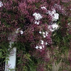 purple and white flowers growing on the side of a building