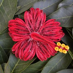 a red flower with yellow stamens on it's center surrounded by green leaves