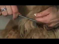 a woman cutting her dog's hair with a comb