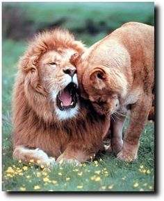 two lions playing with each other in the grass, one has it's mouth open