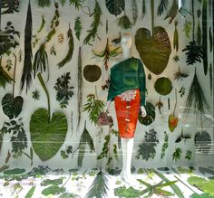 a display case filled with lots of different types of plants and leaves on white walls